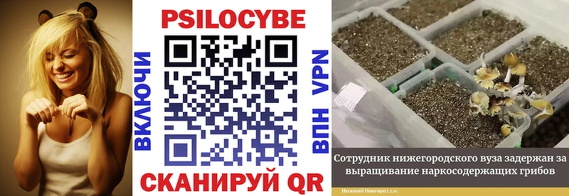 Псилоцибиновые грибы GOLDEN TEACHER хочу наркоту Орск